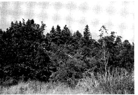 Fig. 5. Nord-østlige del af felt nr. 5 set fra syd-øst. Eg, ær, tjørn og  ask nær randen af en gammel grusgrav