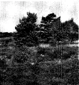 Fig. 6. Skovfyr og birk i felt nr. 11 set fra syd. 