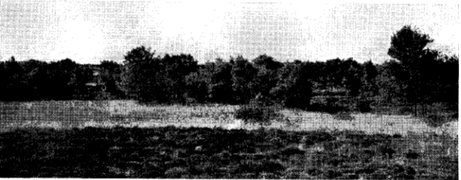 Fig. 2. Fra de tidligere søområder i felt nr. 16. I forgrunden ny cal- cal-luna-vegetation på den gamle søbund