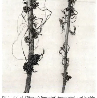 Fig.  1.  Rod  af  Klitlorn  (Hippophae rhamnoides)  med knolde  med kvælstofbindende bakterier af Actinomycelernes gruppe