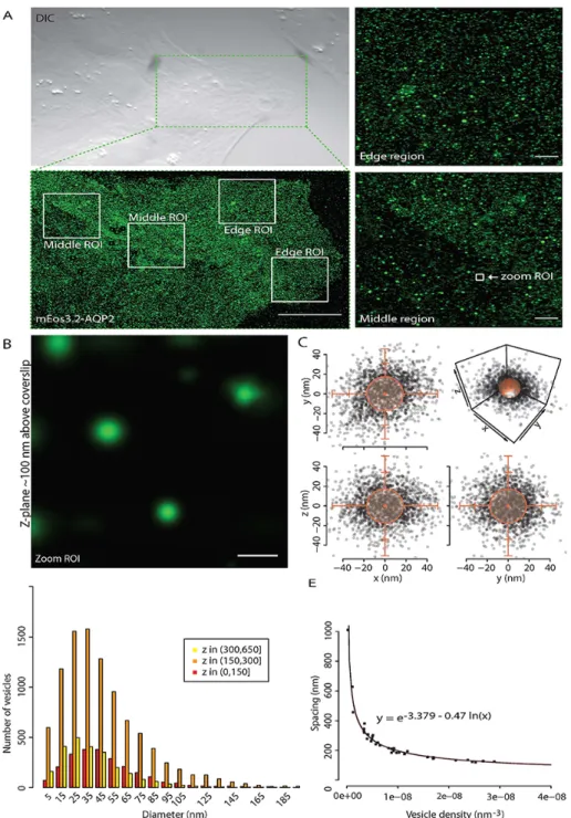 Figure C.1: iPALM localization of AQP2 to small vesicles close to the PM. (A) Upper left, differential interference contrast (DIC) image of cell monolayer and lower left maximum projected micrograph of iPALM renderings of MDCK cells expressing mEos3.2-AQP2