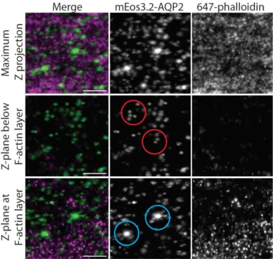 Figure C.6: iPALM positions AQP2 in spherical vesicles and larger endosomes close to the F-actin layer.