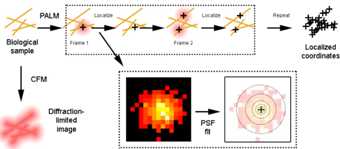 Figure 2: Imaging a biological sample with conventional fluorescence microscopy produces a diffraction- diffraction-limited image, whereas PALM results in a list of coordinates by a series of localization steps