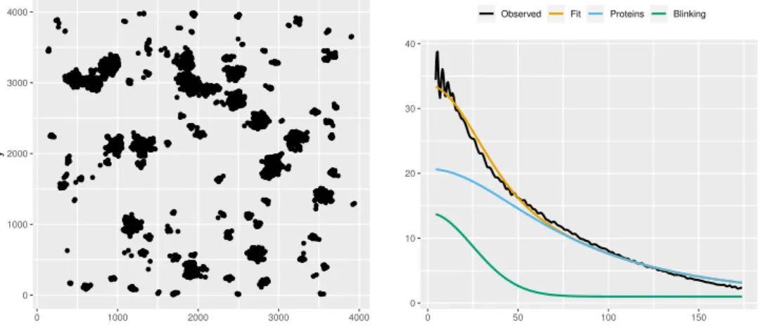 Figure 4: The PC-PALM method takes the observed localizations (left) and splits the observed pair correlation function into contributions from proteins and blinking clusters (right).