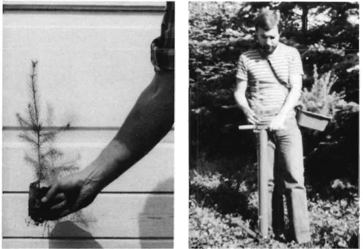 Fig. 3. Plantning med Pottiputki planterør.