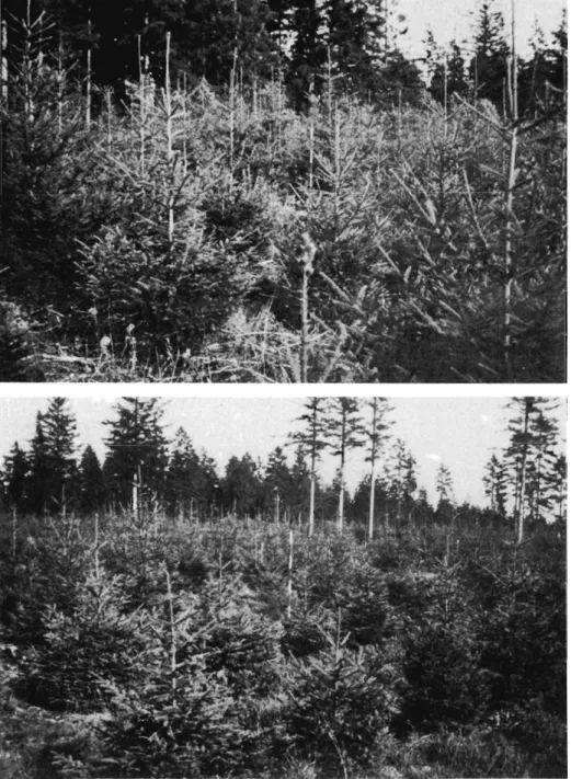 Fig.  1.  Forsøg  nr.  1167,  Harreskov  plantage.  Øverst:  Kvasplantning.  Nederst:  Kvas  totalt  fjernet, ingen jordbearbejdning.