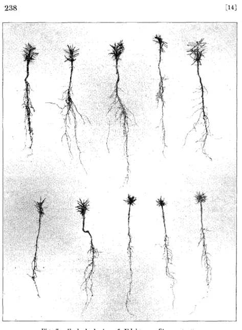 Fig. 7. Frøbedsplanter af Ædelgran. Store og smaa. 