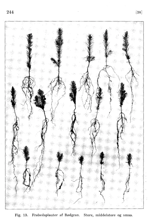 Fig. 13. Frøbedsplanter af Rødgran. Store, middelstore og smaa. 