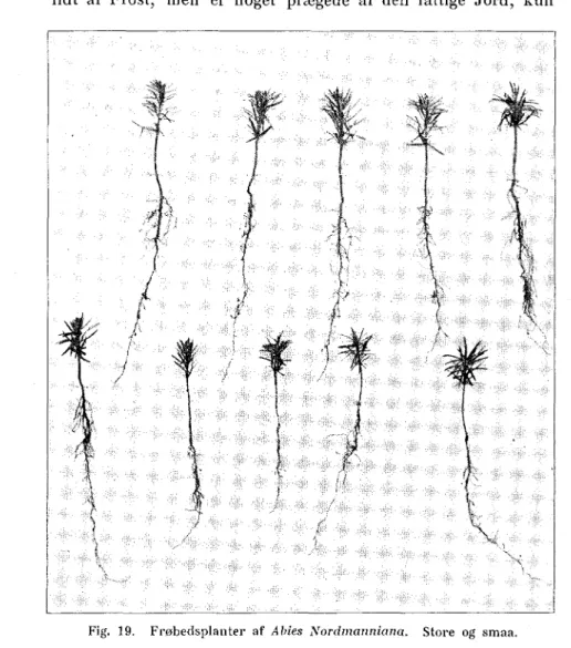 Fig. 19. Frøbedsplanter af Abies Nordmanniana. Store og smaa. 