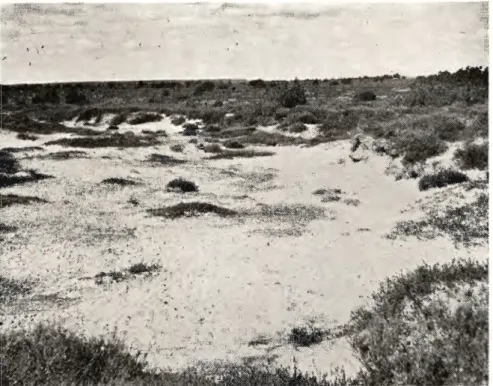 Fig. 9. Vindbrud nær Karupdal (1006). Revling og mosset Polytrichum  piliferum breder sig i bunden af bruddet og binder sandet.