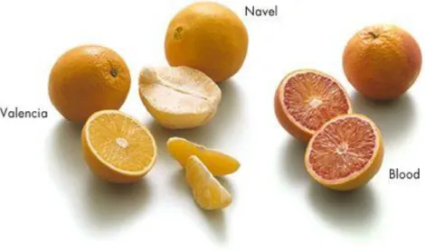 Figure 2.1: Main Types of Oranges. 