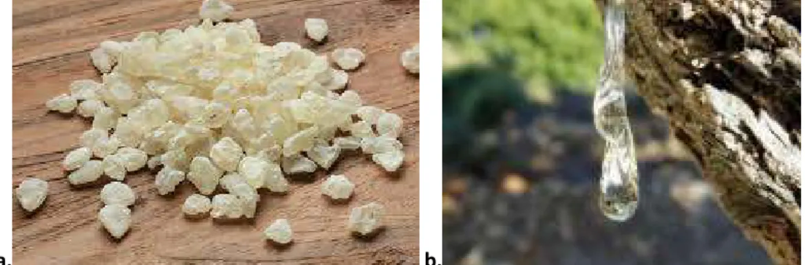 Figure 8: a.Mastic of Chios as a resin b. The mastic tree 