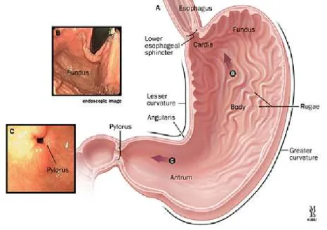 Figure 1. Anatomy of the stomach  
