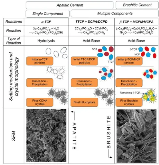 Fig.  1.3  :   Classification  of  the  most  common  calcium  phosphate  cements,  various  hardening  mechanisms and the resulted final products (11)