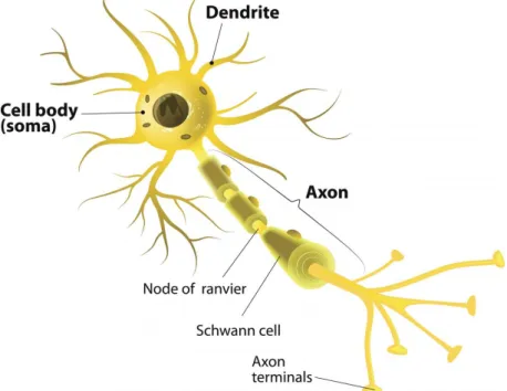 Figure 3.1: Human Neuron
