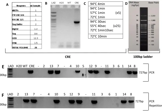 Fig 16. A. Master mix for CRE PCR, B. expected results in CRE PCR, C. CRE program D. 100bp ladder