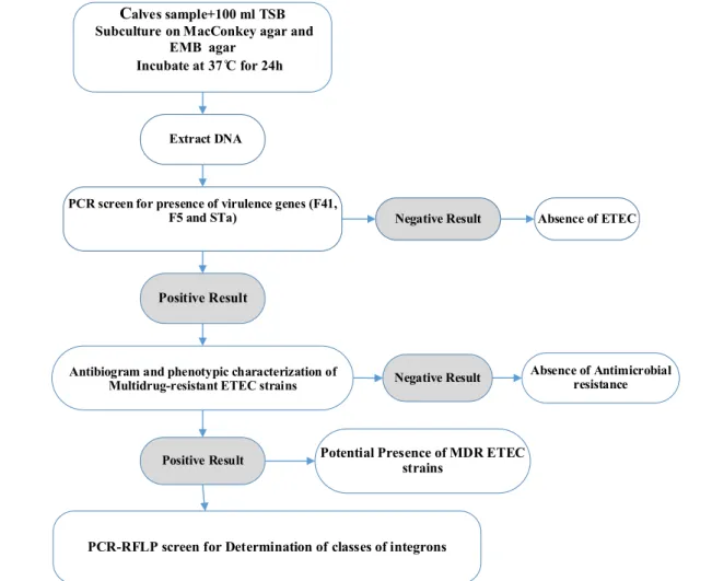 Figure 1. Preparation, screening and confirmation steps carried out for evaluating the multi drug resistant ETEC strains in samples