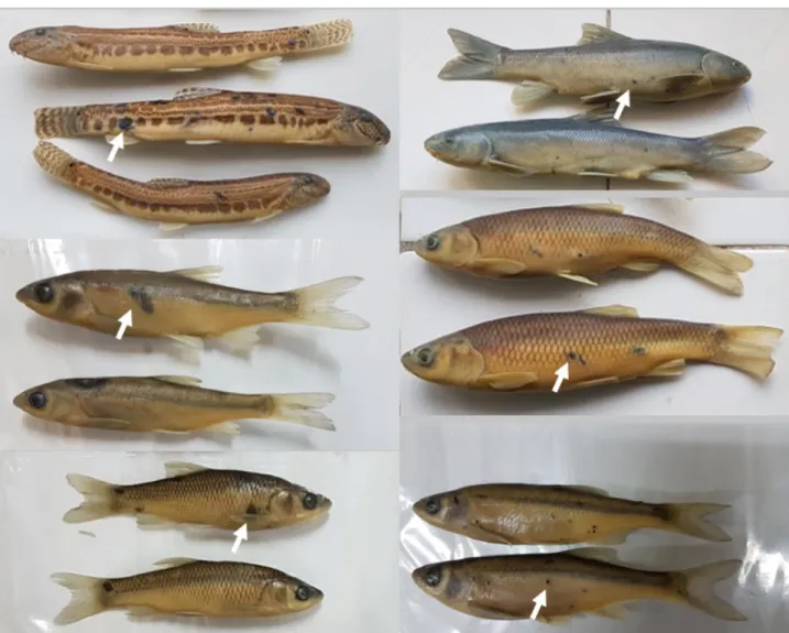 Figure 3. Black spot disease found in selected fishes in the present study