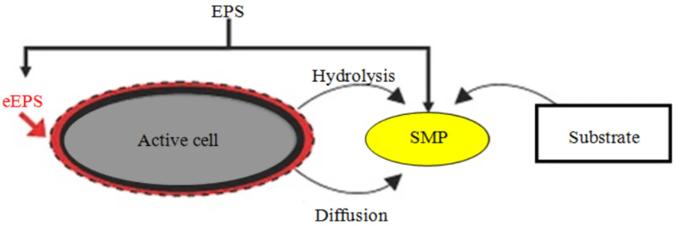 Figure 3. Simplified representation of extracted extracellular polymeric substances (eEPS)  and Soluble Microbial Products (SMP)