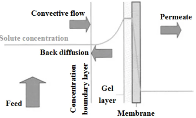 Figure 1.  Concentration polarization. Reproduced with permission from Reference [81]