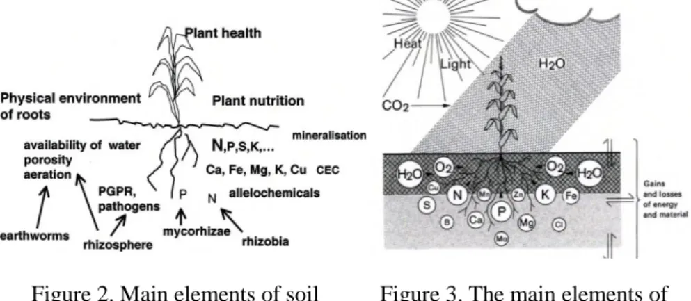 Figure 2. Main elements of soil  fertility. 