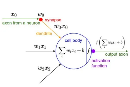 Figure 2.1: A depiction of a neuron