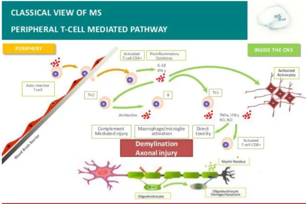 Figure 2: Peripheral model of MS 