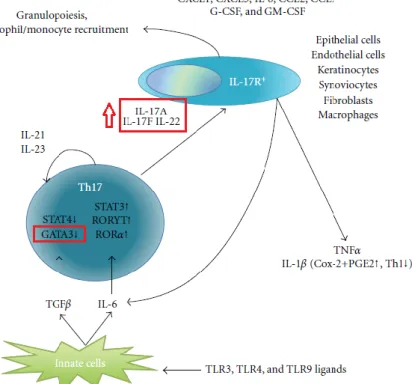 Figure 4: Implications of Th17 differentiation in the development of the immune response 