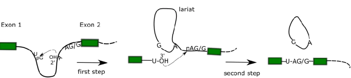 Figure  2.  Biochemical  mechanism  of  pre-mRNA  splicing.In  the  first  step,  a  nucleophilic  attack  by  the  2’  OH  of  the  branch site adenine residue to the 5’ splice site phosphate (of the conserved GU dinucleotide) forms the intron lariat,  at