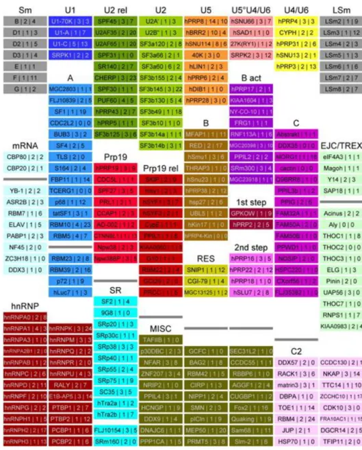 Figure 4. The spliceosomal proteome (adapted from 94 ). Human proteins (244) that copurify with defined spliceosomal  complexes  are  named  according  to  the  commonly  used  nomenclature 38   and  grouped  (each  group  color-coded)  according to their 