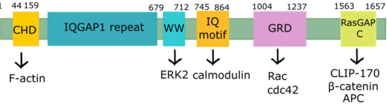 Figure 10. Structure and functional domains of IQGAP1, including the main partners of each binding  domain