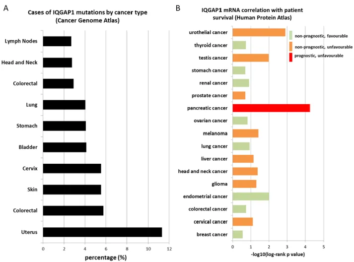 Figure 11. Association of IQGAP1 with human cancers. A.The ten tumor sites which have the most cases affected by  IQGAP1  mutation  (projects  sorted  by  percentage  of  IQGAP1  mutation-affected  cases  per  total  of  cancer  cases)