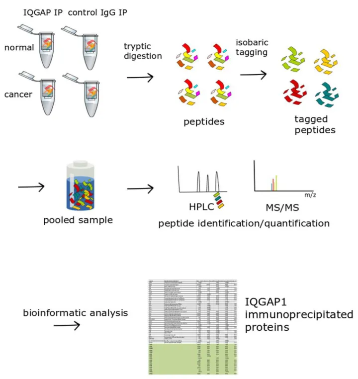 Figure 12.  Experimental procedure for proteomics analysis of IQGAP1 IPs 