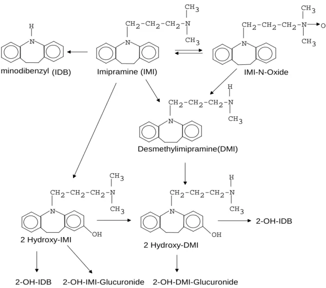 Figure  3.1  Principal  metabolic  pathways  for  the  prototypical  tertiary  amine  tricyclic  antidepressant, imipramine