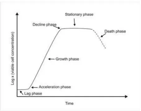 Figure 2 Phases of bacterial cell growth. 