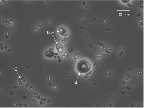 Figure 6.1.  Mixture of (A) Saccharomcyes, (B) Brettanomyces, and (C) Pediococcus in a wine  as viewed with phase-contrast microscopy at a magniﬁ cation of 1000 × 