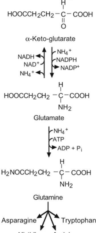 Figure 1.6.  Reaction of ammonia with  α -keto-glutarate to incorporate inorganic forms  of nitrogen by Saccharomyces.