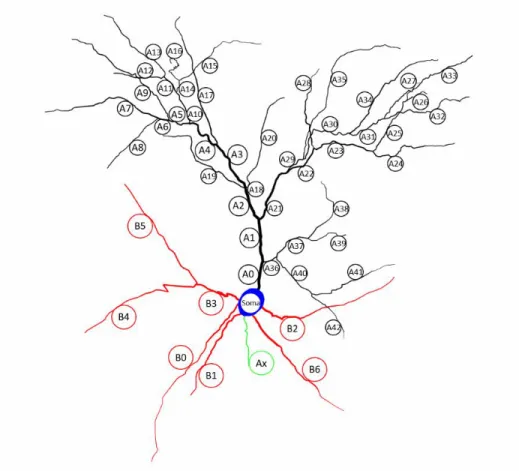 Figure 4. Schematic of the L2/3 V1 pyramidal cell model. Compartments are annotated with their IDs