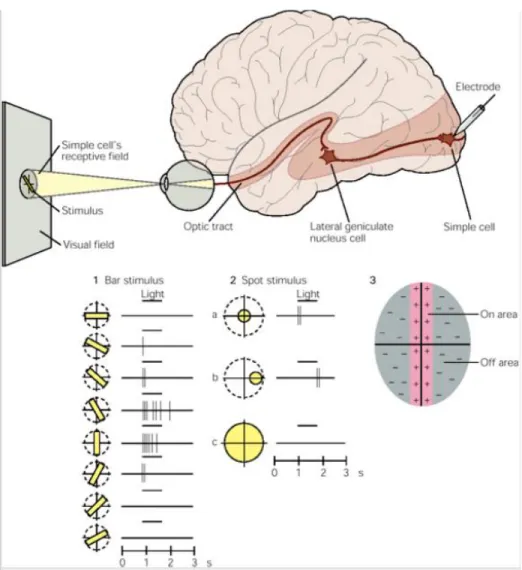 Figure  1.  Simple  sketch  of  the  visual  pathway  in  a  human  brain.  Presentation  of  bar  (1)  or  spot  (2)  light  stimuli  generates a response in V1 simple cells commensurate with the orientation or receptive field position of the stimulus,  a
