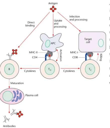 Figure a.1: The interaction between  innate and adaptive immunity. Antigen  presenting cells recognize pathogen  associated molecular patterns and  upregulate the expression of surface  molecules that facilitate antigen  presentation to T cells