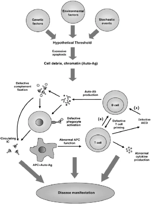 Figure a.4.: Schematic representation of the possible mechanisms that lead to SLE pathogenesis