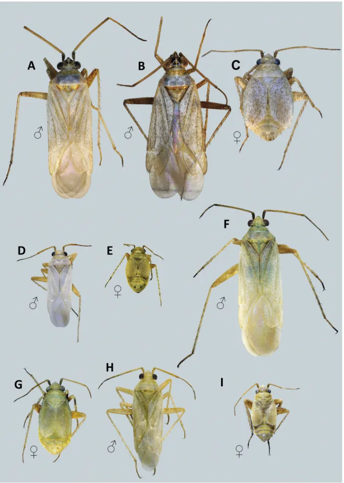 Fig. 4. Dorsal habitus of Agraptocoris spp. A – C: A. oncotyloides. D,E: A. pallescens