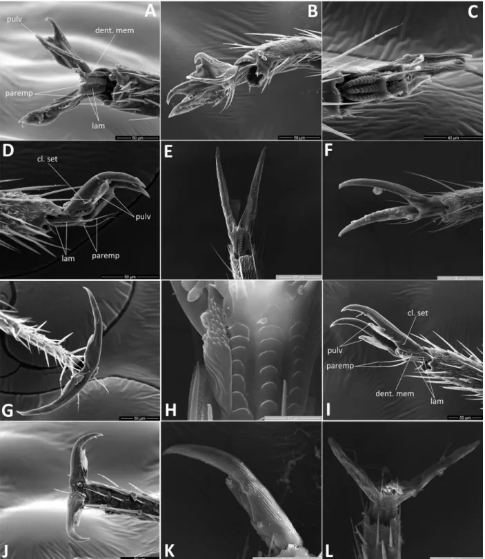 Fig. 5. SEM images of pretarsus, left hind leg. A,B: Acrotelus pilosicornis, ventral and lateral views