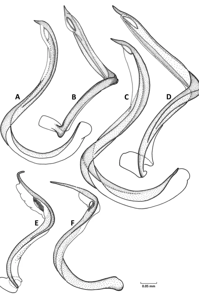 Fig. 10. Vesica of Agraptocoris spp. A,B: A. eugeniae. C,D: A. oncotyloides. E,F: A. margaretae