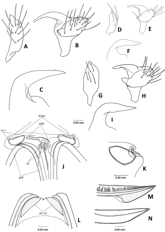 Fig. 13. Male and female genitalia of Agraptocoris spp. A – C: A. oncotyloides. D – F: A