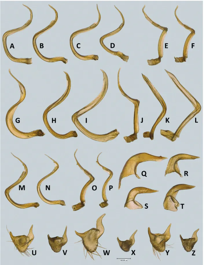Fig. 14.  Photographs  of  male  genitalia  of  Agrapocoris spp. A,B,E:  A. concolor.  C,D,F,Z:  A