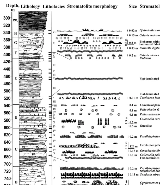 Fig. 9. Lithofacies and the main stromatolite morphologies vs. stratigraphy, drill hole 5177