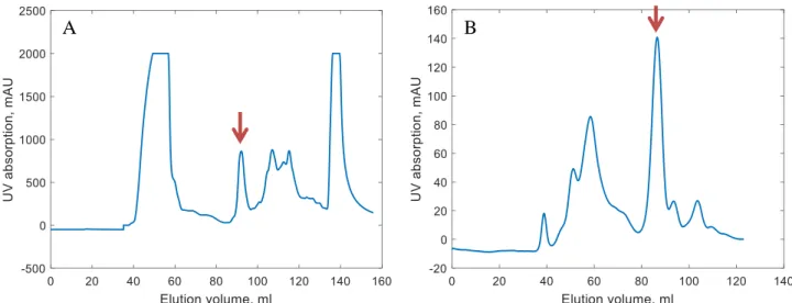 Figure  13.  Protein  purification:  (A)  UV  absorption  of  the  cell  lysis  elution  from  the  ion- ion-exchange  column;  (B) UV absorption  during gel-filtration chromotography  of the  joined  fractions  (80-100 ml of ion-exchange chromatography el