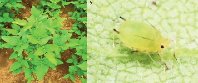 Fig. 5. Damage to leaves (a) and plants (b) of soybeans with bacterial wilt.