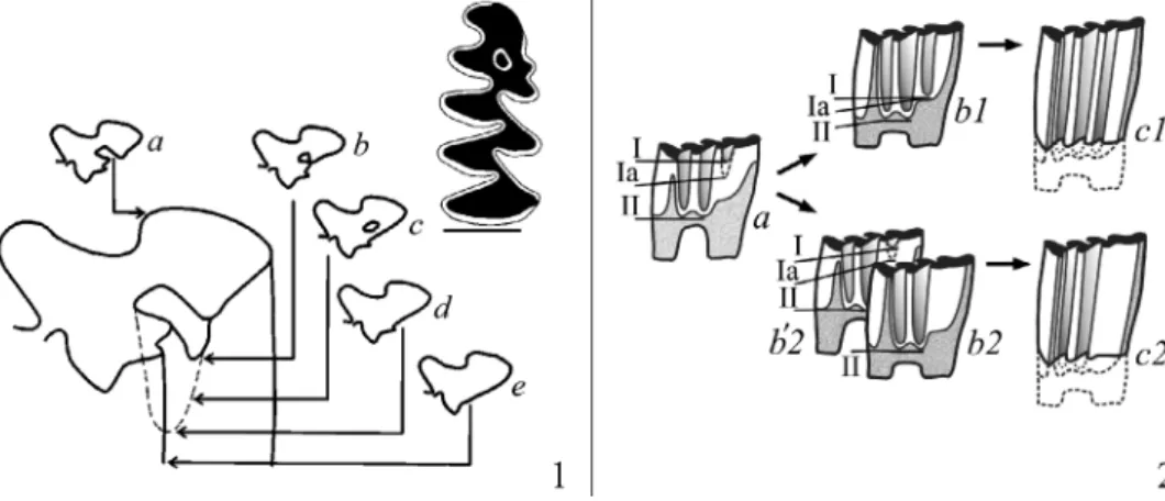 Fig. 1. A scheme of outline changes in the anteroconid portion of the first lower tooth  related to the crown wear stage in Mimomys vole (1) and different pathways underlying  the development of a hypselodont tooth in arvicolines (2), which are related to 